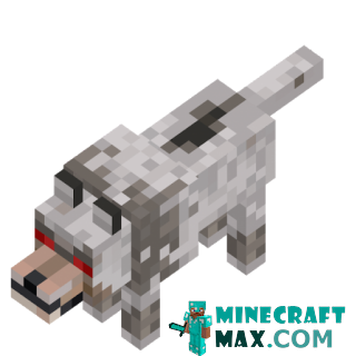 Hostile wolf in Minecraft