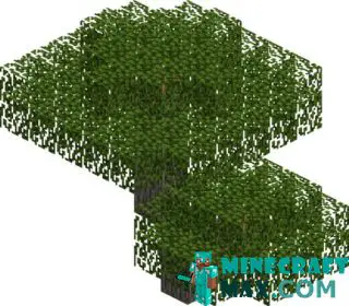 Acacia (tree) in Minecraft