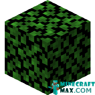 Birch leaves in Minecraft