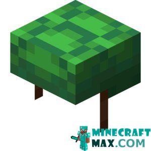 Turtle shell in Minecraft