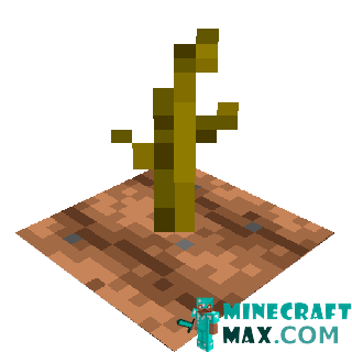 Pumpkin stalk in Minecraft