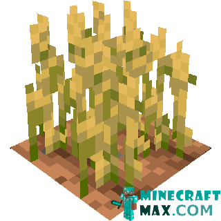 Wheat in the garden in Minecraft