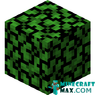 Acacia leaves in Minecraft