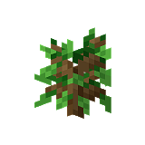 How to craft Oak seedling in Minecraft